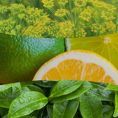 Ароматическая свеча с ароматом цитрусовых и зеленого чая Woodwick Ellipse Matcha Zest 453 г